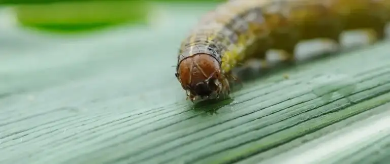 Armyworm Watch for North Texas: How to Spot Damage Before You Lose the Whole Lawn Overnight