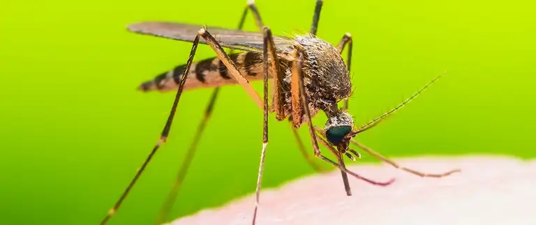 Mosquito biting a homeowner in Fort Worth