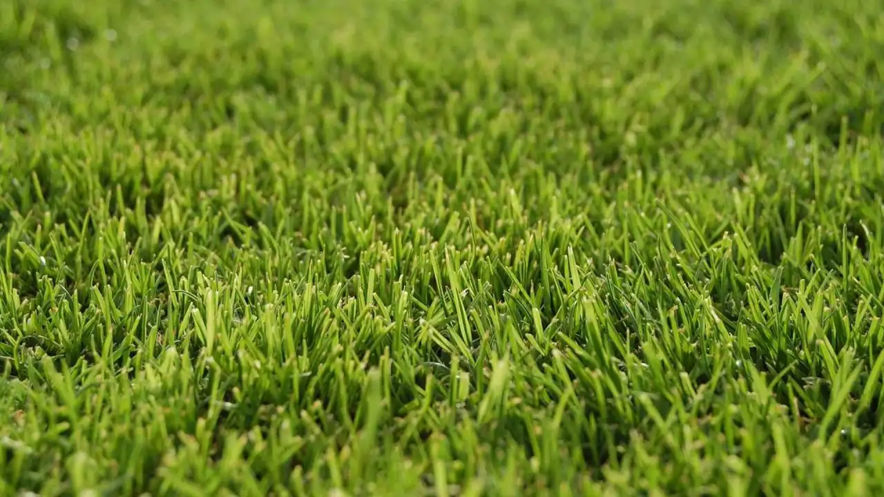 Close-up of thick, healthy green grass, the dense turf that crowds out grassburs