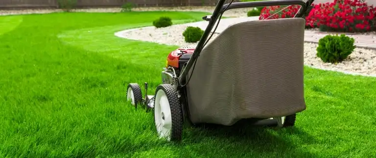 Lawn mower bagging grass clippings after scalping