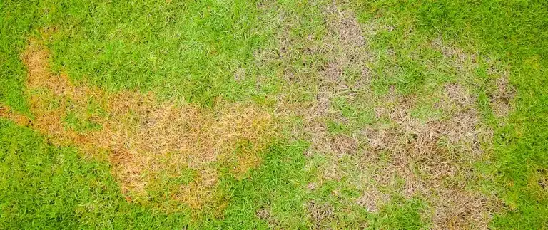 Lawn drying after scalping in Texas