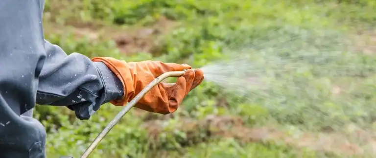Weed control being applied to a lawn