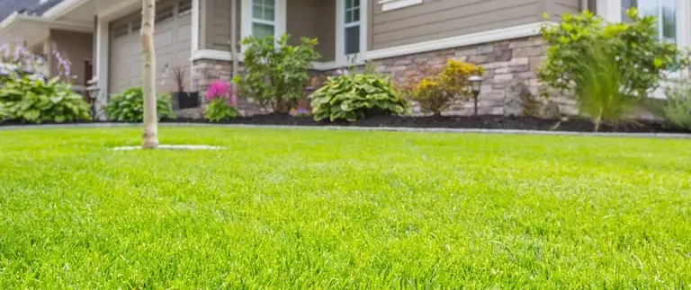 Healthy fertilized summer lawn in Texas
