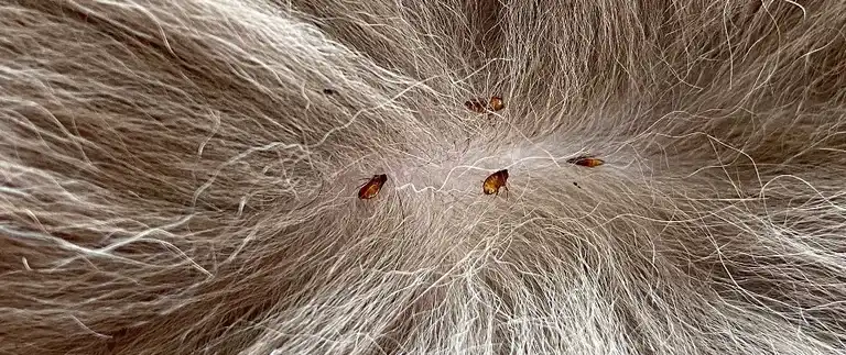 Fleas visible in gray dog fur