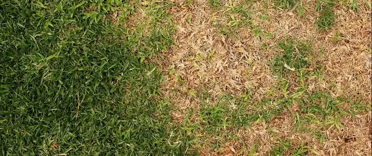 Brown patch on lawn caused by chinch bugs