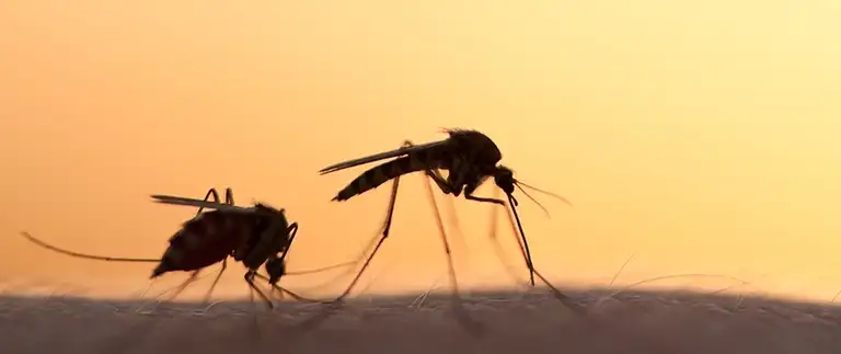 Mosquito on a homeowner's arm in Fort Worth