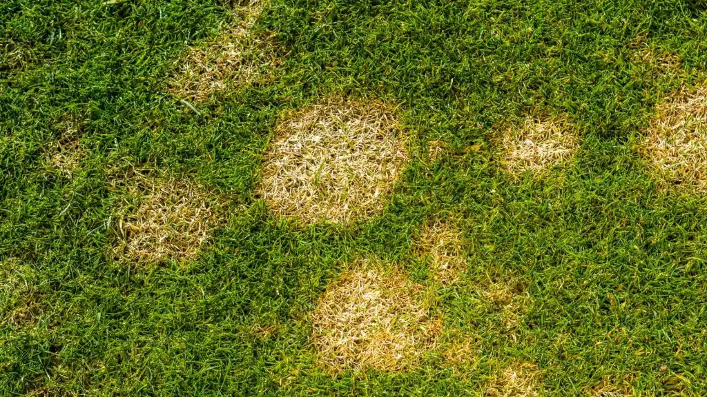 Take-all root rot disease in a lawn