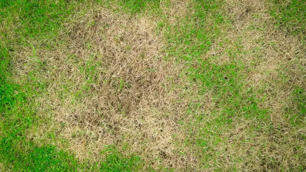 Brown patch disease found in a lawn