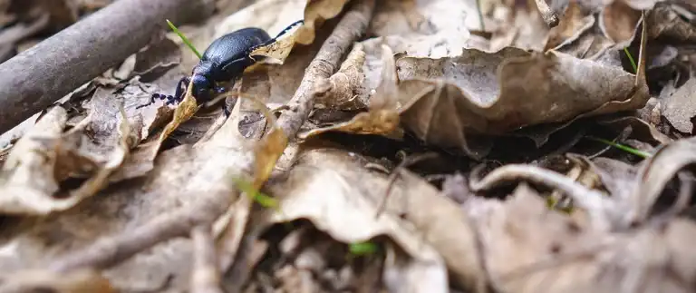 Bug on leaves — pests attracted to leaf piles