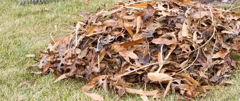 Leaf pile on a lawn in Texas