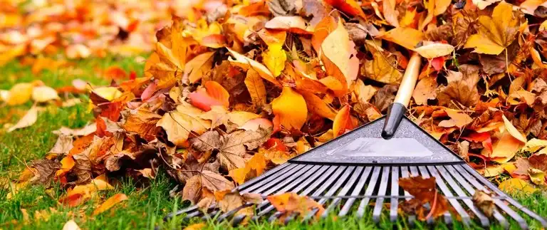 Person raking leaves in a yard