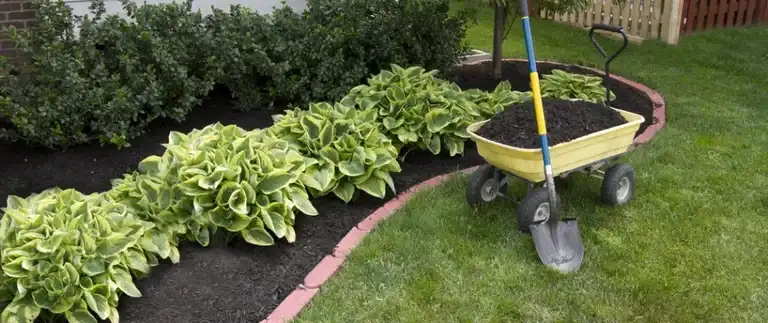 Black mulch in landscape beds