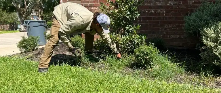 Person pulling weeds from landscape beds