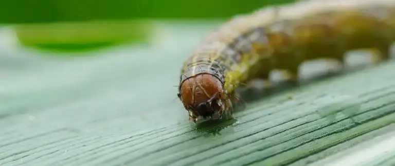 Close-up of an armyworm caterpillar crawling along a green grass blade in a Fort Worth lawn