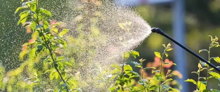 Mosquito control treatment being applied to a lawn