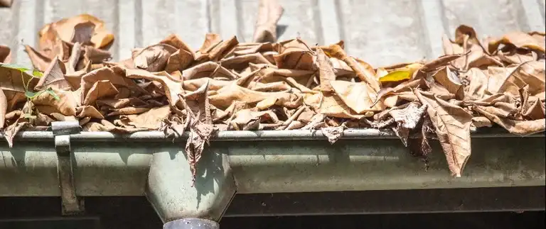 Clogged gutter filled with debris and standing water