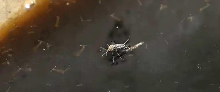 Mosquito laying eggs on standing water