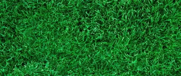 Healthy lawn after fertilization and weed control treatments