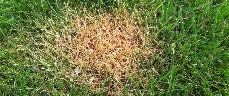 Fertilizer burn damage on a lawn