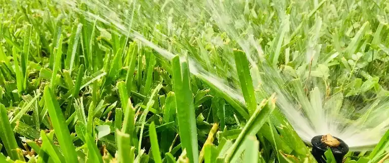 Pop-up sprinkler head watering thick green Texas lawn at close range