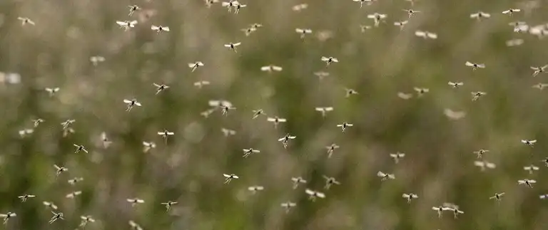 Swarm of mosquitoes outdoors