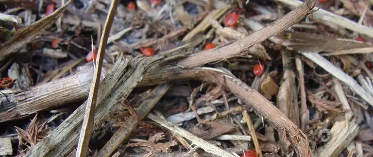 Small red pests crawling among wood mulch and dried plant debris near a home foundation