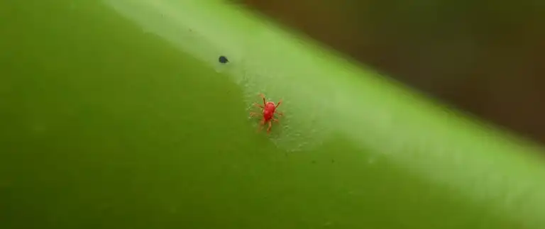 Close-up of a red spider mite on a green plant stem