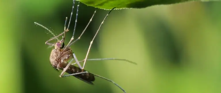 Close-up of a mosquito clinging to the underside of a green leaf