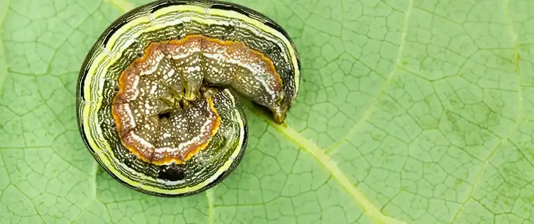 Striped caterpillar curled on a green leaf, a common lawn and landscape pest