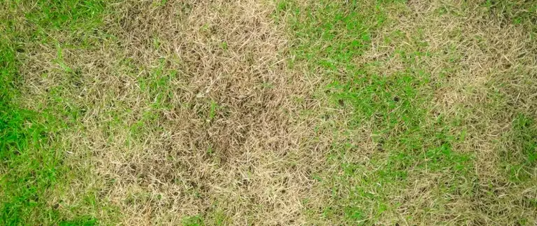 When Your Fort Worth Lawn Browns in July: How to Tell Heat Stress, Drought, Disease, and Insects Apart