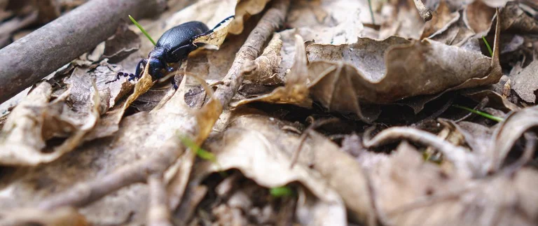 Bug on leaves — pests attracted to leaf piles
