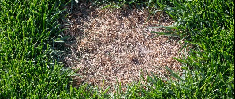 Brown patch lawn disease killing grass in a Fort Worth lawn