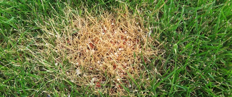 Fertilizer burn damage on a lawn