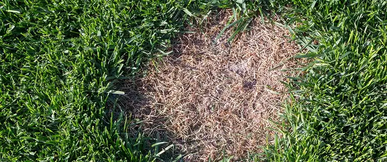 Brown dead patch of lawn disease surrounded by healthy green grass in Fort Worth