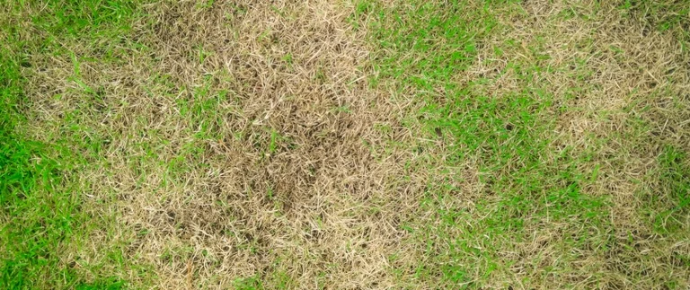 Brown patchy dead grass in a North Richland Hills lawn needing treatment