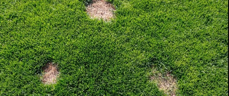 Brown patch dead spots in a green Fort Worth lawn needing disease control