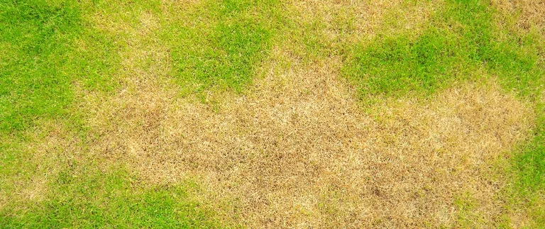 Large brown patch disease spots spreading through a Fort Worth lawn