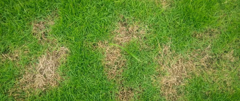 Brown patches of gray leaf spot damage in a Fort Worth lawn