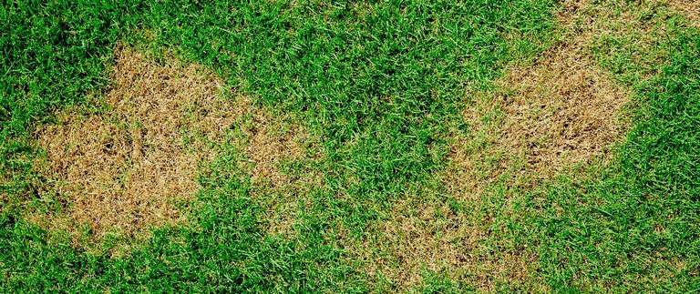Brown dead patches in green Fort Worth lawn needing treatment