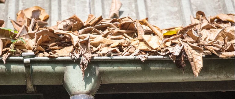 Clogged gutter filled with debris and standing water