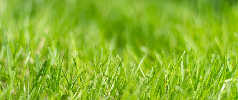 Close-up of healthy green grass blades in a Fort Worth lawn