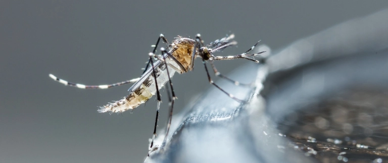 Close-up of a mosquito perched on a water container rim
```
