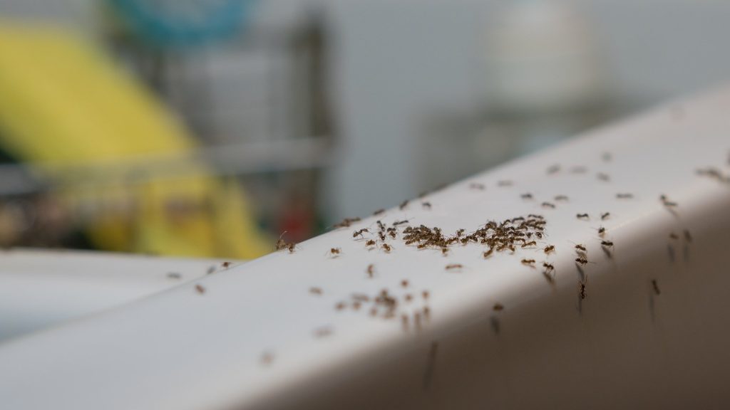 Trail of tiny ants swarming a white railing inside a Keller home