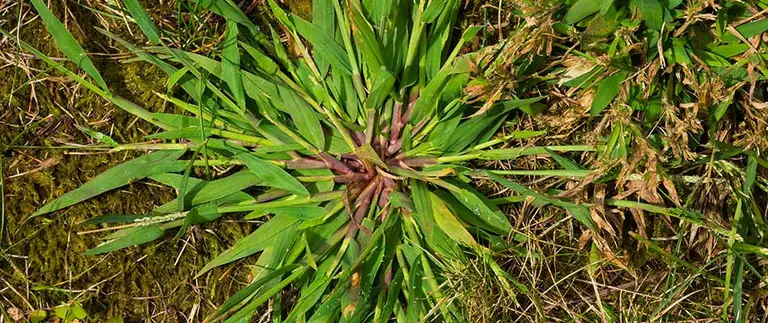 Crabgrass weed spreading through thin lawn grass and moss in Fort Worth
