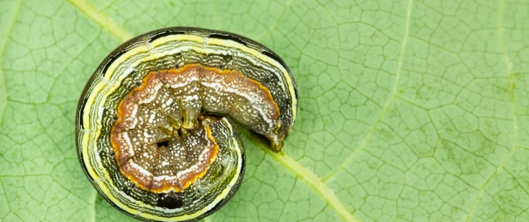 Armyworm caterpillar curled on a green leaf, common lawn pest in Aledo TX