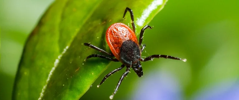 Close-up of a deer tick on a green leaf in a Hudson Oaks yard