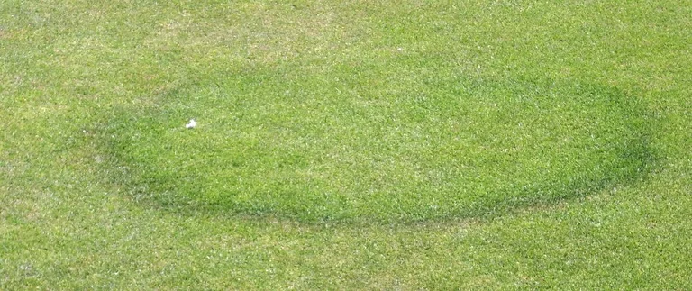 Fairy ring fungus forming a dark green circle in a Fort Worth lawn