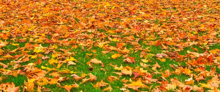 Fallen orange and yellow autumn leaves covering a green lawn
