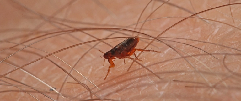 Close-up of a flea on human skin, a common Benbrook pest control problem