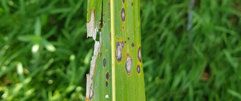 Gray leaf spot lesions on grass blades in a Fort Worth lawn